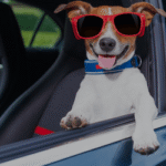 SE XY Wunschkennzeichen